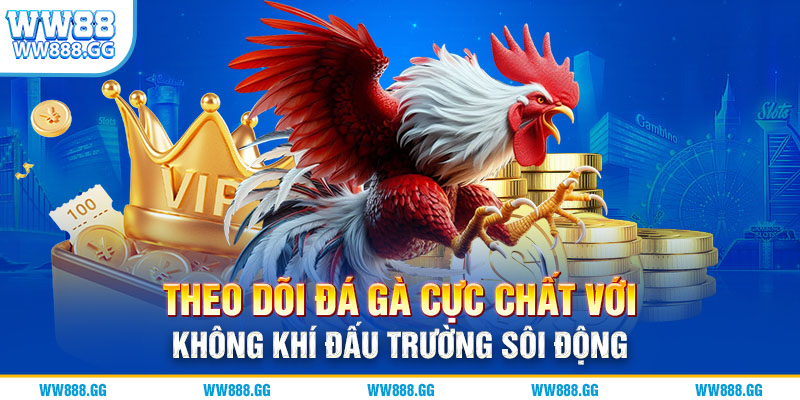 Theo dõi đá gà cực chất với không khí đấu trường sôi động